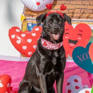 Meet your Posher, Liana